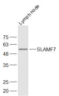 Mouse lymph node lysates probed with SLAMF7 Polyclonal Antibody, Unconjugated (bs-2544R) at 1:1000 dilution and 4˚C overnight incubation. Followed by conjugated secondary antibody incubation at 1:20000 for 60 min at 37˚C.