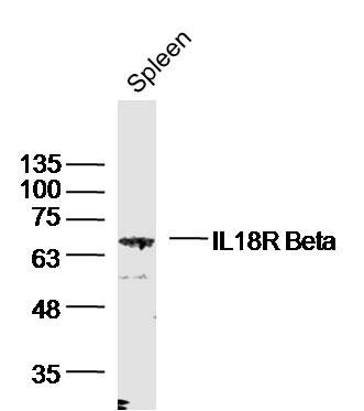 Mouse spleen lysates probed with IL-18R Beta Polyclonal Antibody, Unconjugated (bs-2616R) at 1:300 dilution and 4˚C overnight incubation. Followed by conjugated secondary antibody incubation at 1:20000 for 60 min at 37˚C.