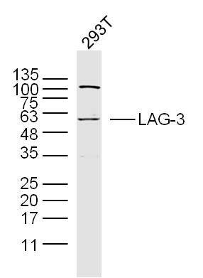 293T cell lysates probed with LAG-3 Polyclonal Antibody, Unconjugated (bs-2646R) at 1:300 dilution and 4˚C overnight incubation. Followed by conjugated secondary antibody incubation at 1:20000 for 60 min at 37˚C.
