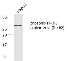 HepG2 cell lysates probed with 14-3-3 protein zeta (Ser58) Polyclonal Antibody, Unconjugated (bs-3000R) at 1:300 dilution and 4˚C overnight incubation. Followed by conjugated secondary antibody incubation at 1:20000 for 60 min at 37˚C.