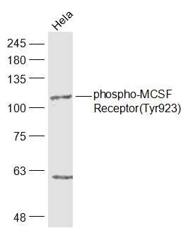 Hela cell lysates probed with MCSF Receptor (Tyr923) Polyclonal Antibody, Unconjugated (bs-3079R) at 1:1000 dilution and 4˚C overnight incubation. Followed by conjugated secondary antibody incubation at 1:20000 for 60 min at 37˚C.