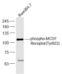 Raw264.7 cell lysates probed with MCSF Receptor (Tyr923) Polyclonal Antibody, Unconjugated (bs-3079R) at 1:1000 dilution and 4˚C overnight incubation. Followed by conjugated secondary antibody incubation at 1:20000 for 60 min at 37˚C.