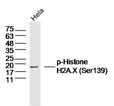 Hela cell lysates probed with Histone H2A.X (Ser139) Polyclonal Antibody, Unconjugated (bs-3185R) at 1:300 dilution and 4˚C overnight incubation. Followed by conjugated secondary antibody incubation at 1:20000 for 60 min at 37˚C.