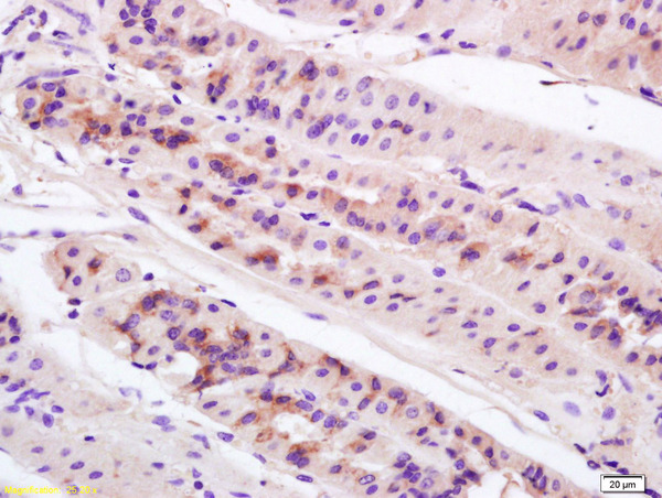 Formalin-fixed and paraffin embedded mouse stomach labeled with Anti-Anterior Gradient 2 Polyclonal Antibody, Unconjugated (bs-5123R) at 1:200 followed by conjugation to the secondary antibody and DAB staining.