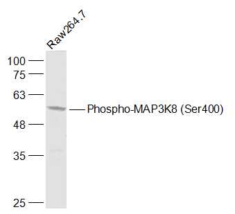 Raw264.7 cell lysates probed with MAP3K8 (Ser400) Polyclonal Antibody, Unconjugated (bs-3454R) at 1:1000 dilution and 4˚C overnight incubation. Followed by conjugated secondary antibody incubation at 1:20000 for 60 min at 37˚C.