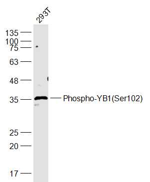 293T cell lysates probed with YB1(Ser102) Polyclonal Antibody, Unconjugated (bs-3477R) at 1:1000 dilution and 4˚C overnight incubation. Followed by conjugated secondary antibody incubation at 1:20000 for 60 min at 37˚C.