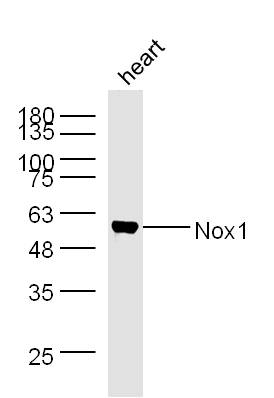 Mouse heart lysates probed with Nox1 Polyclonal Antibody, Unconjugated (bs-3682R) at 1:300 dilution and 4˚C overnight incubation. Followed by conjugated secondary antibody incubation at 1:20000 for 60 min at 37˚C.