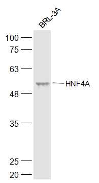 BRL-3A cell lysates probed with HNF4A Polyclonal Antibody, Unconjugated (bs-3828R) at 1:500 dilution and 4˚C overnight incubation. Followed by conjugated secondary antibody incubation at 1:20000 for 60 min at 37˚C.