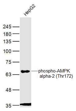 HepG2 cell lysates probed with phospho-AMPK alpha-2 (Thr172) Polyclonal Antibody, Unconjugated (bs-4002R) at 1:300 dilution and 4˚C overnight incubation. Followed by conjugated secondary antibody incubation at 1:20000 for 60 min at 37˚C.