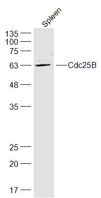 Mouse spleen lysates probed with Cdc25B Polyclonal Antibody, Unconjugated (bs-4094R) at 1:300 dilution and 4˚C overnight incubation. Followed by conjugated secondary antibody incubation at 1:20000 for 60 min at 37˚C.
