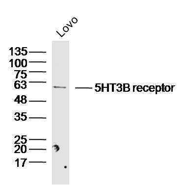 LoVo cell lysates probed with 5HT3B receptor Polyclonal Antibody, Unconjugated (bs-4289R) at 1:300 dilution and 4˚C overnight incubation. Followed by conjugated secondary antibody incubation at 1:20000 for 60 min at 37˚C.