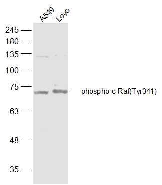 Lane 1: A549 cell lysates; Lane 2: Lovo cell lysates probed with c-Raf(Tyr341) Polyclonal Antibody, Unconjugated (bs-5650R) at 1:500 dilution and 4˚C overnight incubation. Followed by conjugated secondary antibody incubation at 1:20000 for 60 min at 37˚C.