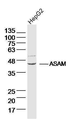 HepG2 cell lysates probed with ASAM Polyclonal Antibody, Unconjugated (bs-6022R) at 1:300 dilution and 4˚C overnight incubation. Followed by conjugated secondary antibody incubation at 1:20000 for 60 min at 37˚C.
