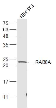 NIH/3T3 cell lysates probed with RAB8A Polyclonal Antibody, Unconjugated (bs-6176R) at 1:1000 dilution and 4˚C overnight incubation. Followed by conjugated secondary antibody incubation at 1:20000 for 60 min at 37˚C.