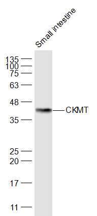 Mouse small intestine lysates probed with CKMT/Mitochondrial Creatine Kinase Polyclonal Antibody, Unconjugated (bs-6522R) at 1:1000 dilution and 4˚C overnight incubation. Followed by conjugated secondary antibody incubation at 1:20000 for 60 min at 37˚C.