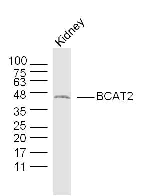 Mouse Kidney lysates probed with BCAT2 Polyclonal Antibody, Unconjugated (bs-6589R) at 1:300 dilution and 4˚C overnight incubation. Followed by conjugated secondary antibody incubation at 1:20000 for 60 min at 37˚C.