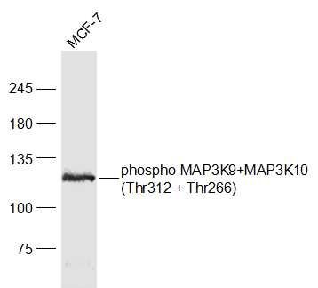 MCF-7 cell lysates probed with MAP3K9+MAP3K10(Thr312 + Thr266) Polyclonal Antibody, Unconjugated (bs-6779R) at 1:1000 dilution and 4˚C overnight incubation. Followed by conjugated secondary antibody incubation at 1:20000 for 60 min at 37˚C.