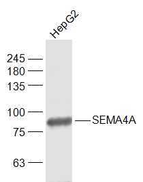 HepG2 cell lysates probed with SEMA4A Polyclonal Antibody, Unconjugated (bs-7519R) at 1:1000 dilution and 4˚C overnight incubation. Followed by conjugated secondary antibody incubation at 1:20000 for 60 min at 37˚C.