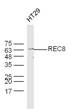 HT-29 cell lysates probed with REC8 Polyclonal Antibody, Unconjugated (bs-7723R) at 1:300 dilution and 4˚C overnight incubation. Followed by conjugated secondary antibody incubation at 1:20000 for 60 min at 37˚C.