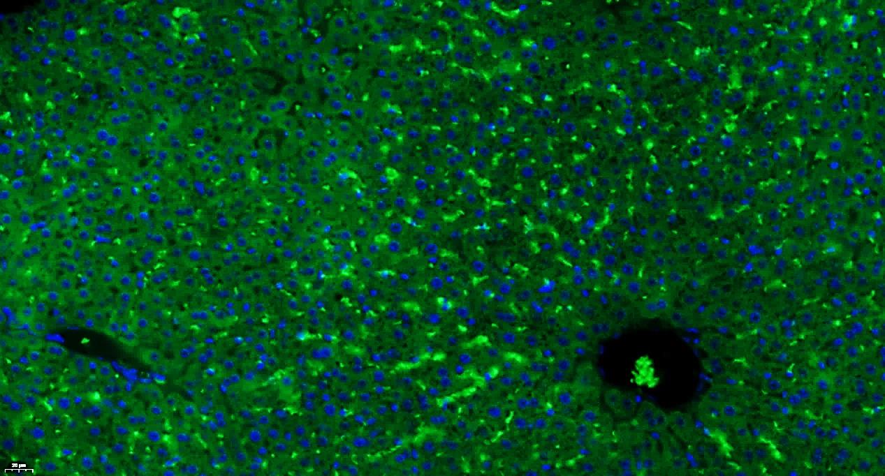 Paraformaldehyde-fixed, paraffin embedded Mouse liver; Antigen retrieval by boiling in sodium citrate buffer (pH6.0) for 15min; Blocking buffer (normal goat serum) at 37°C for 30min; Antibody incubation with GPR126 Polyclonal Antibody, Unconjugated (bs-12027R) at 1:400 overnight at 4°C, followed by a conjugated Goat Anti-Rabbit IgG antibody (bs-0295G-FITC) for 90 minutes, and DAPI for nuclei staining.