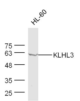 HL-60 cell lysates probed with KLHL3 Polyclonal Antibody, Unconjugated (bs-8053R) at 1:300 dilution and 4˚C overnight incubation. Followed by conjugated secondary antibody incubation at 1:20000 for 60 min at 37˚C.
