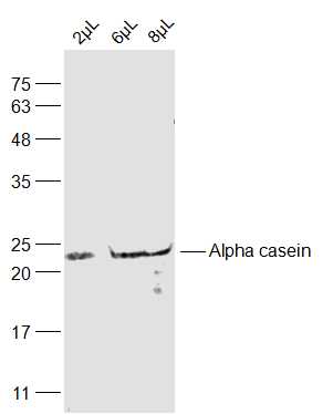 Human breast milk Lysate Lane 1: 2 uL; Lane 2: 6 uL; Lane 3: 8uL probed with Alpha casein Polyclonal Antibody, Unconjugated (bs-8245R) at 1:2000 dilution and 4˚C overnight incubation. Followed by conjugated secondary antibody incubation at 1:20000 for 60 min at 37˚C.