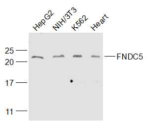 Lane 1: HepG2 cell lysates; Lane 2: NIH/3T3 cell lysates; Lane 3: K562 cell lysates; Lane 4: Mouse heart lysates probed with FNDC5 Polyclonal Antibody, Unconjugated (bs-8486R) at 1:1000 dilution and 4˚C overnight incubation. Followed by conjugated secondary antibody incubation at 1:20000 for 60 min at 37˚C.