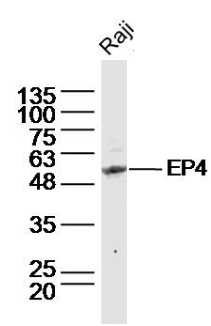 Raji cell lysates probed with EP4 Polyclonal Antibody, Unconjugated (bs-8538R) at 1:300 dilution and 4˚C overnight incubation. Followed by conjugated secondary antibody incubation at 1:20000 for 60 min at 37˚C.