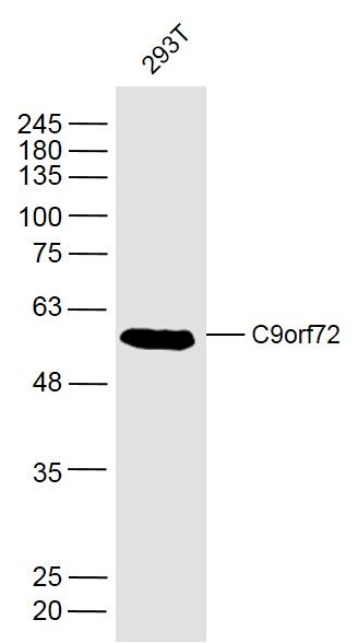 293T cell lysates probed with C9orf72 Polyclonal Antibody, Unconjugated (bs-8595R) at 1:300 dilution and 4˚C overnight incubation. Followed by conjugated secondary antibody incubation at 1:20000 for 60 min at 37˚C.
