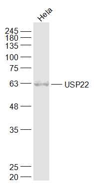 Hela cell lysates probed with USP22 Polyclonal Antibody, Unconjugated (bs-8611R) at 1:1000 dilution and 4˚C overnight incubation. Followed by conjugated secondary antibody incubation at 1:20000 for 60 min at 37˚C.