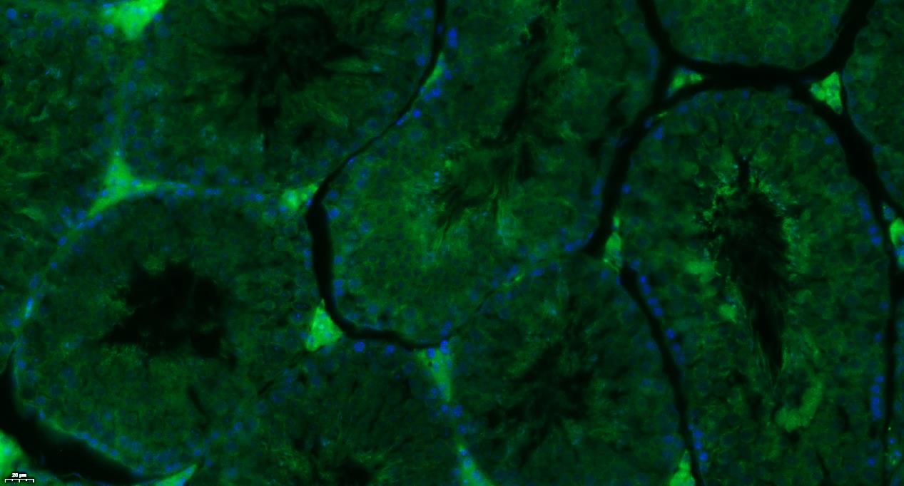 Paraformaldehyde-fixed, paraffin embedded Mouse testis; Antigen retrieval by boiling in sodium citrate buffer (pH6.0) for 15min; Blocking buffer (normal goat serum) at 37°C for 30min; Antibody incubation with SPHK2 Polyclonal Antibody, Unconjugated (bs-2653R) at 1:400 overnight at 4°C, followed by a conjugated Goat Anti-Rabbit IgG antibody (bs-0295G-FITC) for 90 minutes, and DAPI for nuclei staining. Paraformaldehyde-fixed, paraffin embedded Mouse testis; Antigen retrieval by boiling in sodium citrate buffer (pH6.0) for 15min; Blocking buffer (normal goat serum) at 37°C for 30min; Antibody incubation with SPHK2 Polyclonal Antibody, Unconjugated (bs-2653R) at 1:400 overnight at 4°C, followed by a conjugated Goat Anti-Rabbit IgG antibody (bs-0295G-FITC) for 90 minutes, and DAPI for nuclei staining.