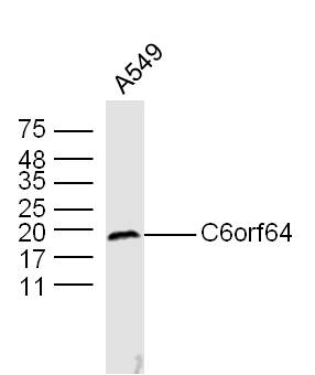 A549 cell lysates probed with C6orf64 Polyclonal Antibody, Unconjugated (bs-9529R) at 1:300 dilution and 4˚C overnight incubation. Followed by conjugated secondary antibody incubation at 1:20000 for 60 min at 37˚C.
