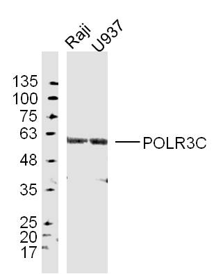 Lane 1: Raji cell lysates; Lane 2: U937 cell lysates probed with POLR3C Polyclonal Antibody, Unconjugated (bs-9569R) at 1:300 dilution and 4˚C overnight incubation. Followed by conjugated secondary antibody incubation at 1:20000 for 60 min at 37˚C.