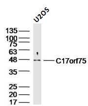 U2-OS cell lysates probed with C17orf75 Polyclonal Antibody, Unconjugated (bs-9646R) at 1:300 dilution and 4˚C overnight incubation. Followed by conjugated secondary antibody incubation at 1:20000 for 60 min at 37˚C.