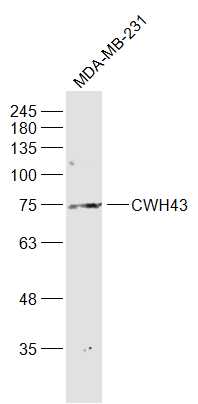 MDA-MB-231 cell lysates probed with CWH43 Polyclonal Antibody, Unconjugated (bs-9959R) at 1:1000 dilution and 4˚C overnight incubation. Followed by conjugated secondary antibody incubation at 1:20000 for 60 min at 37˚C.