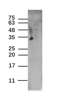 Lane 1: K562 Cell lysates; Lane 2: U87MG Cell lysates; Probed with TAAL6 Polyclonal Antibody, unconjugated (bs-6242R) at 1:1000 overnight at 4°C followed by a conjugated secondary antibody for 60 minutes at 37°C. Higher than expected protein band could be caused by glycosylation_x000D_