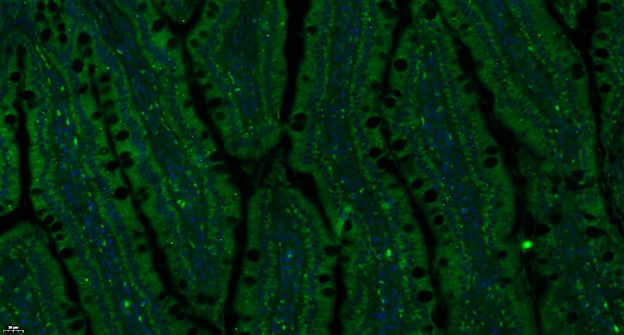 Paraformaldehyde-fixed, paraffin embedded Rat small intestine; Antigen retrieval by boiling in sodium citrate buffer (pH6.0) for 15min; Blocking buffer (normal goat serum) at 37°C for 30min; Antibody incubation with Insulin Receptor alpha Polyclonal Antibody, Unconjugated (bs-0047R) at 1:200 overnight at 4°C, followed by a conjugated Goat Anti-Rabbit IgG antibody (bs-0295G-FITC) for 90 minutes, and DAPI for nuclei staining.