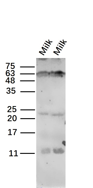 Lane 1: Cow’s Milk; Lane 2: Cow’s Milk; Probed with CSN3 (kappa-casein) Polyclonal Antibody, unconjugated (bs-10031R) at 1:1000 overnight at 4°C followed by a conjugated secondary antibody for 60 minutes at 37°C. Expected band at 21 kDa, homomultimer at 63kDa._x000D_