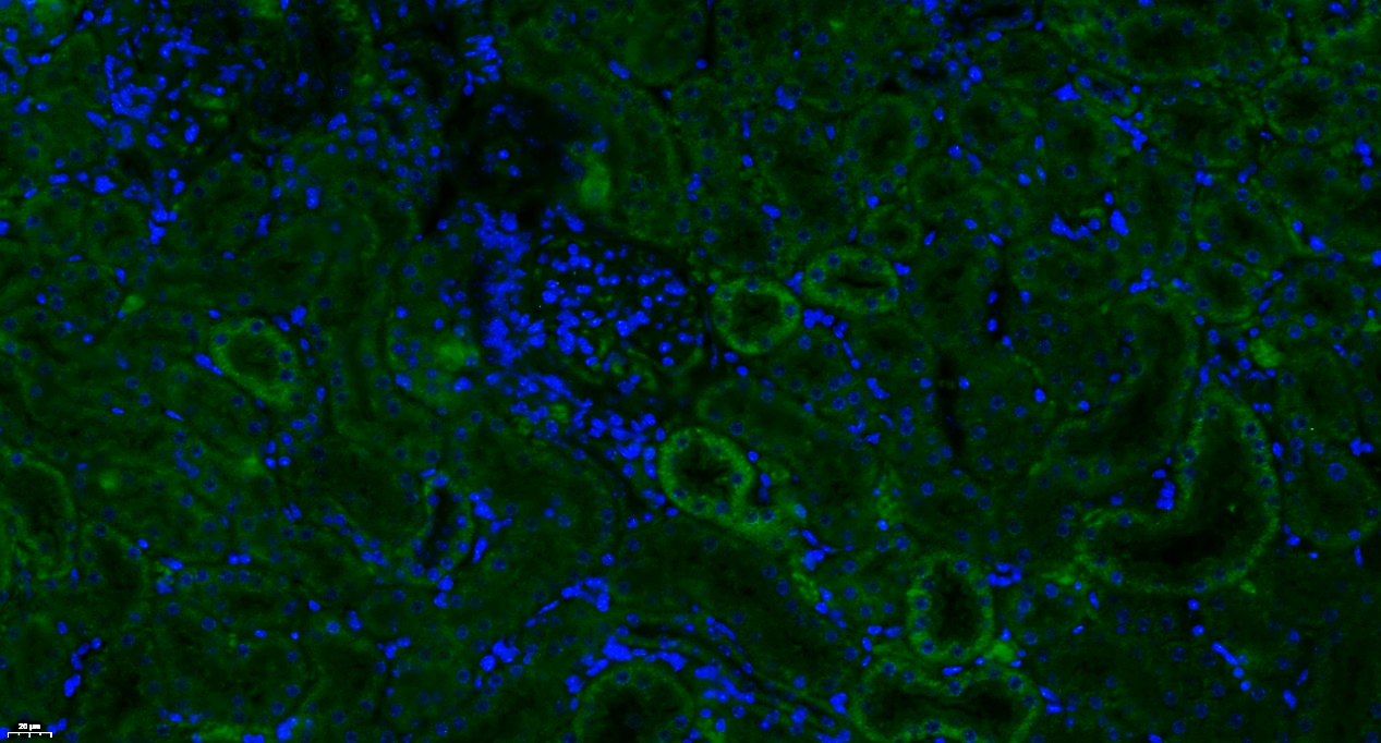 Paraformaldehyde-fixed, paraffin embedded Mouse kidney; Antigen retrieval by boiling in sodium citrate buffer (pH6.0) for 15min; Blocking buffer (normal goat serum) at 37°C for 30min; Antibody incubation with MASP1/MASP3 Polyclonal Antibody, Unconjugated (bs-1723R) at 1:100 overnight at 4°C, followed by a conjugated Goat Anti-Rabbit IgG antibody (bs-0295G-FITC) for 90 minutes, and DAPI for nuclei staining.