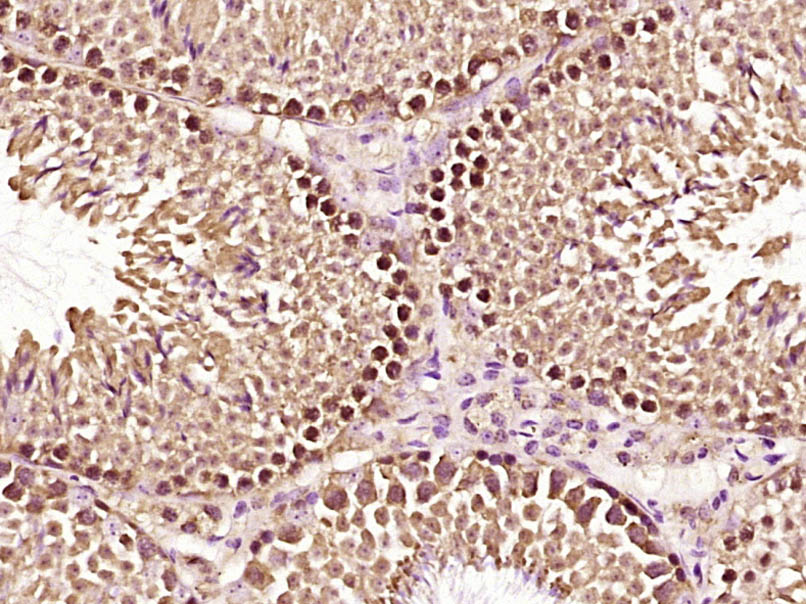 Paraformaldehyde-fixed, paraffin embedded Mouse testis; Antigen retrieval by boiling in sodium citrate buffer (pH6.0) for 15min; Block endogenous peroxidase by 3% hydrogen peroxide for 20 minutes; Blocking buffer (normal goat serum) at 37°C for 30min; Antibody incubation with ERRFI1 Polyclonal Antibody, Unconjugated (bs-14630R) at 1:400 overnight at 4°C, DAB staining.