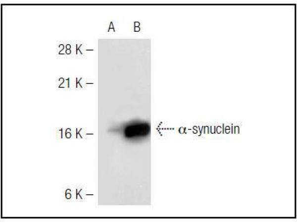 Western blot analysis of α-synuclein expression in non-transfected (lane A) and human α-synuclein transfected (lane B) 293T whole cell lysates.