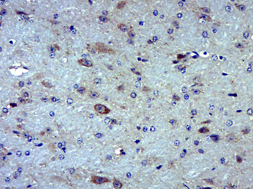 Paraformaldehyde-fixed, paraffin embedded Mouse brain; Antigen retrieval by boiling in sodium citrate buffer (pH6.0) for 15min; Block endogenous peroxidase by 3% hydrogen peroxide for 20 minutes; Blocking buffer (normal goat serum) at 37°C for 30min; Antibody incubation with MOXD1 Polyclonal Antibody, Unconjugated (bs-17733R) at 1:400 overnight at 4°C, DAB staining.