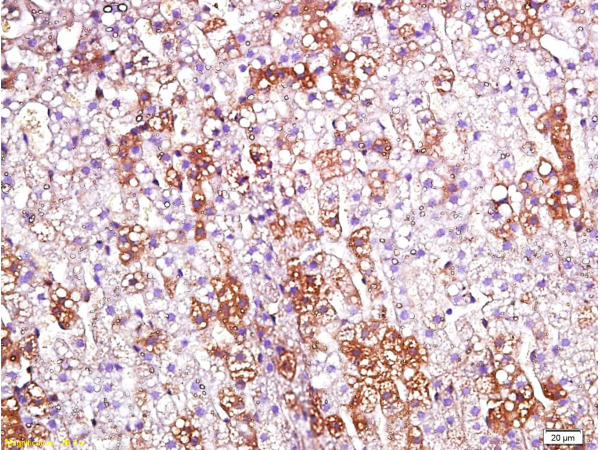 Formalin-fixed and paraffin embedded rat kidney labeled with Anti-CD200R/Orexin receptor Polyclonal Antibody, Unconjugated (bs-1095R) at 1:200 followed by conjugation to the secondary antibody and DAB staining.