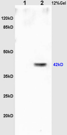 L1 rat brain lysates L2 rat heart lysates probed with Anti Oct-3/Oct-4 Polyclonal Antibody, Unconjugated (bs-1111R) at 1:200 overnight at 4˚C. Followed by conjugation to secondary antibody (bs-0295G-HRP) at 1:3000 for 90 min at 37˚C. Predicted band 42kD. Observed band size:42kD.\n L1 rat brain lysates L2 rat heart lysates probed with Anti Oct-3/Oct-4 Polyclonal Antibody, Unconjugated (bs-1111R) at 1:200 overnight at 4˚C. Followed by conjugation to secondary antibody (bs-0295G-HRP) at 1:3000 for 90 min at 37˚C. Predicted band 42kD. Observed band size:42kD.\n