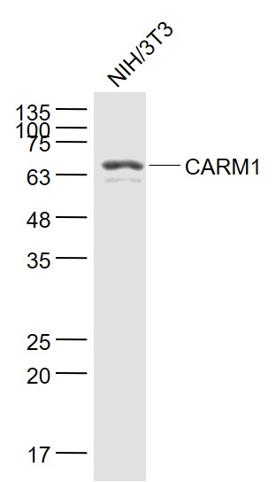 NIH/3T3 cell lysates probed with CARM1 Polyclonal Antibody, Unconjugated (bs-4098R) at 1:1000 dilution and 4˚C overnight incubation. Followed by conjugated secondary antibody incubation at 1:20000 for 60 min at 37˚C.