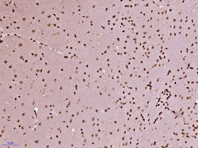 Paraformaldehyde-fixed, paraffin embedded Mouse brain; Antigen retrieval by boiling in sodium citrate buffer (pH6.0) for 15min; Block endogenous peroxidase by 3% hydrogen peroxide for 20 minutes; Blocking buffer (normal goat serum) at 37°C for 30min; Antibody incubation with ZFPL1 Polyclonal Antibody, Unconjugated (bs-19136R) at 1:400 overnight at 4°C, DAB staining.