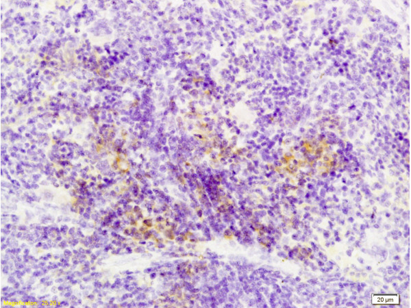 Formalin-fixed and paraffin embedded rat spleen labeled with Anti-Sema3F/semaphorin 3F Polyclonal Antibody, Unconjugated (bs-1122R) at 1:200 followed by conjugation to the secondary antibody and DAB staining.