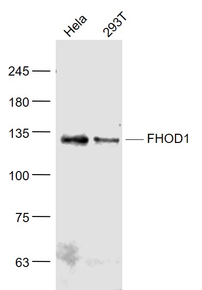 Lane 1: Hela cell lysates; Lane 2: 293T cell lysates probed with FHOD1 Polyclonal Antibody, Unconjugated (bs-13158R) at 1:1000 dilution and 4˚C overnight incubation. Followed by conjugated secondary antibody incubation at 1:20000 for 60 min at 37˚C.