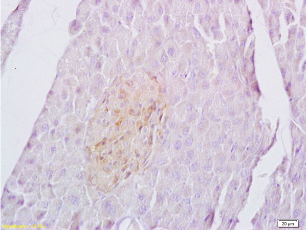 Formalin-fixed and paraffin embedded rat spleen labeled with Anti-Sema4C/SEMA5A Polyclonal Antibody, Unconjugated (bs-1123R) at 1:200 followed by conjugation to the secondary antibody and DAB staining.