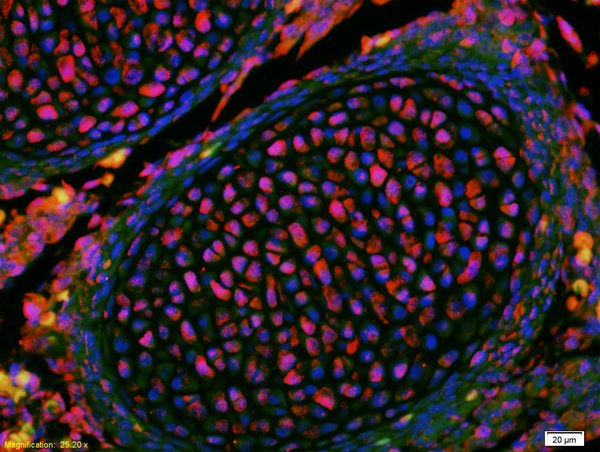 Formalin-fixed and paraffin-embedded mouse embryo labeled with Anti-KLF2 Polyclonal Antibody, Unconjugated(bs-2772R) 1:200, overnight at 4°C, The secondary antibody was Goat Anti-Rabbit IgG, Cy3 conjugated(bs-0295G-Cy3)used at 1:200 dilution for 40 minutes at 37°C.